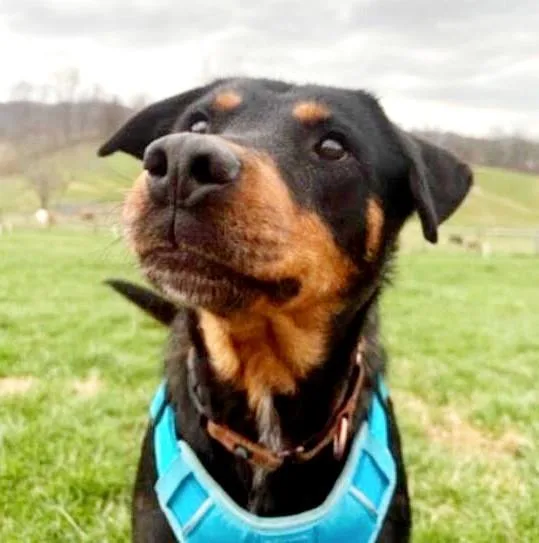 An adult large-sized male Black Mixed Breed dog named Titan for adoption in Alexandria, VA