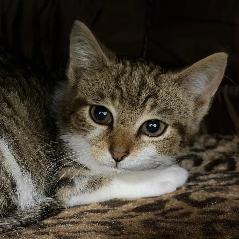 A baby small-sized male Brown / Chocolate Domestic Short Hair cat named Uno for adoption in Hampton Bays, NY