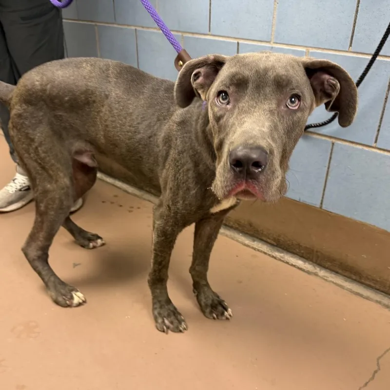 A young medium-sized male Gray / Blue / Silver Mixed Breed dog named Jones for adoption in Skokie, IL