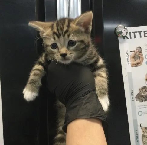 A baby small-sized female Domestic Short Hair cat named Tamera for adoption in Thousand Palms, CA