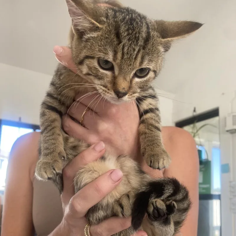 A baby small-sized female Brown / Chocolate Domestic Short Hair cat named Violet for adoption in Chapel Hill, NC