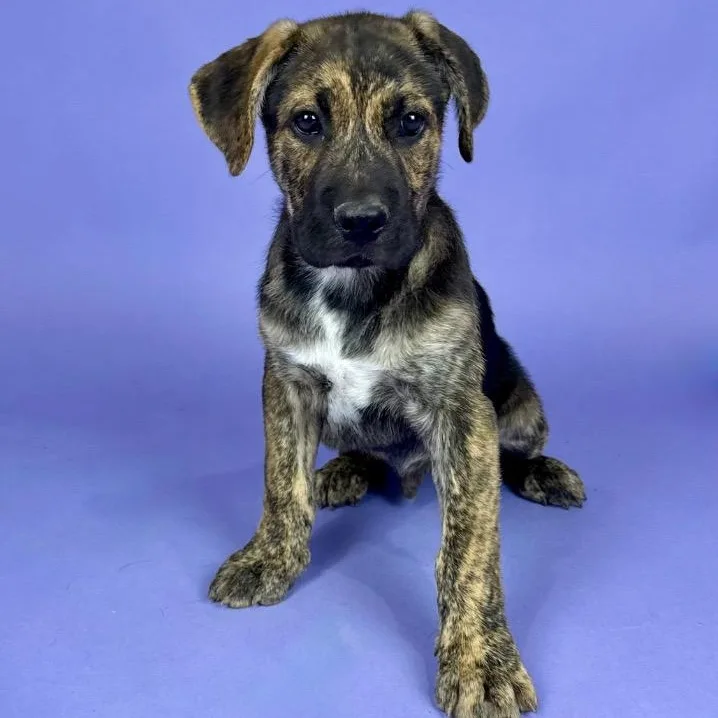 A baby large-sized male Brindle Mixed Breed dog named Granite for adoption in Alvin, TX