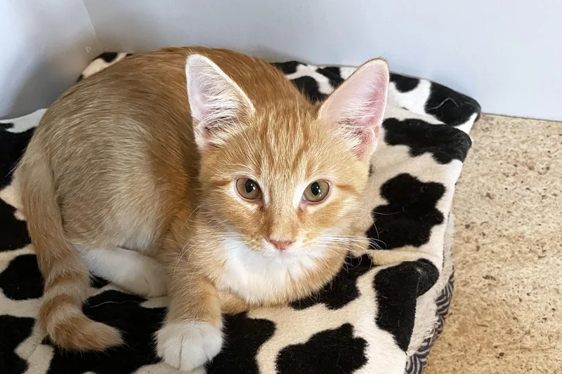 A baby medium-sized male Tabby (Orange / Red) Domestic Short Hair cat named Rex for adoption in Lincoln, NE