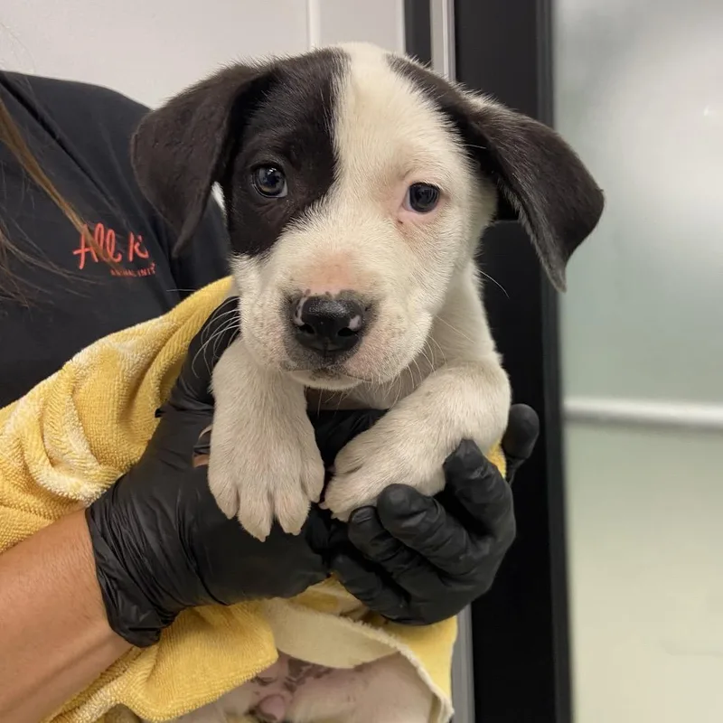A baby small-sized female Gray / Blue / Silver Labrador Retriever dog named Marbles for adoption in Abilene, TX