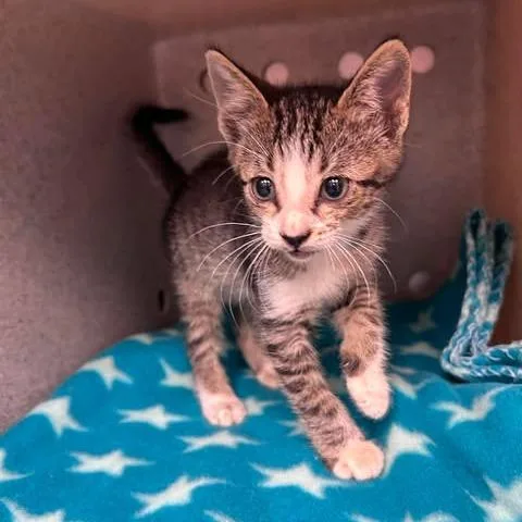 A baby small-sized male Brown / Chocolate Domestic Short Hair cat named Jerry for adoption in Bastrop, TX