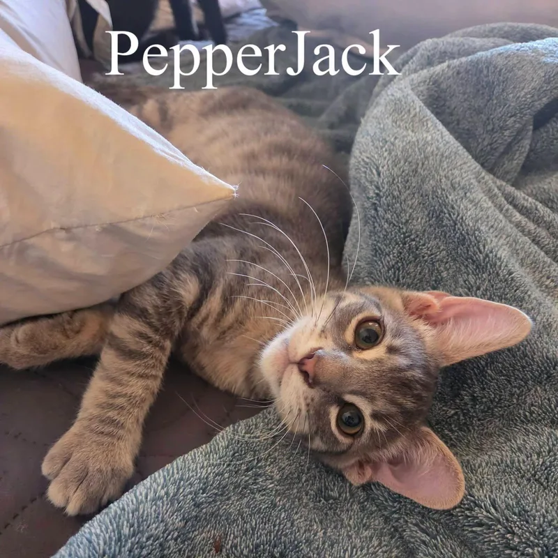 A baby medium-sized male Tabby (Gray / Blue / Silver) Domestic Short Hair cat named Pepper Jack for adoption in Queen Creek, AZ