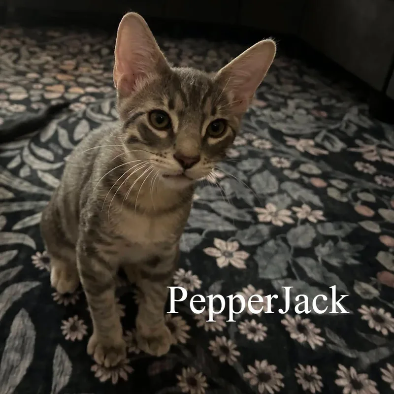 Pepper Jack thumbnail 2