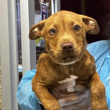 A baby small-sized male Mixed Breed dog named Cocacola for adoption in Merriam, KS