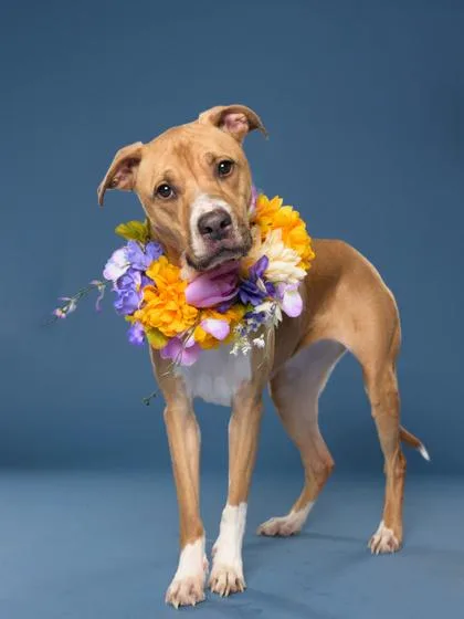 An adult medium-sized female Mixed Breed dog named Jolene for adoption in Atlanta, GA