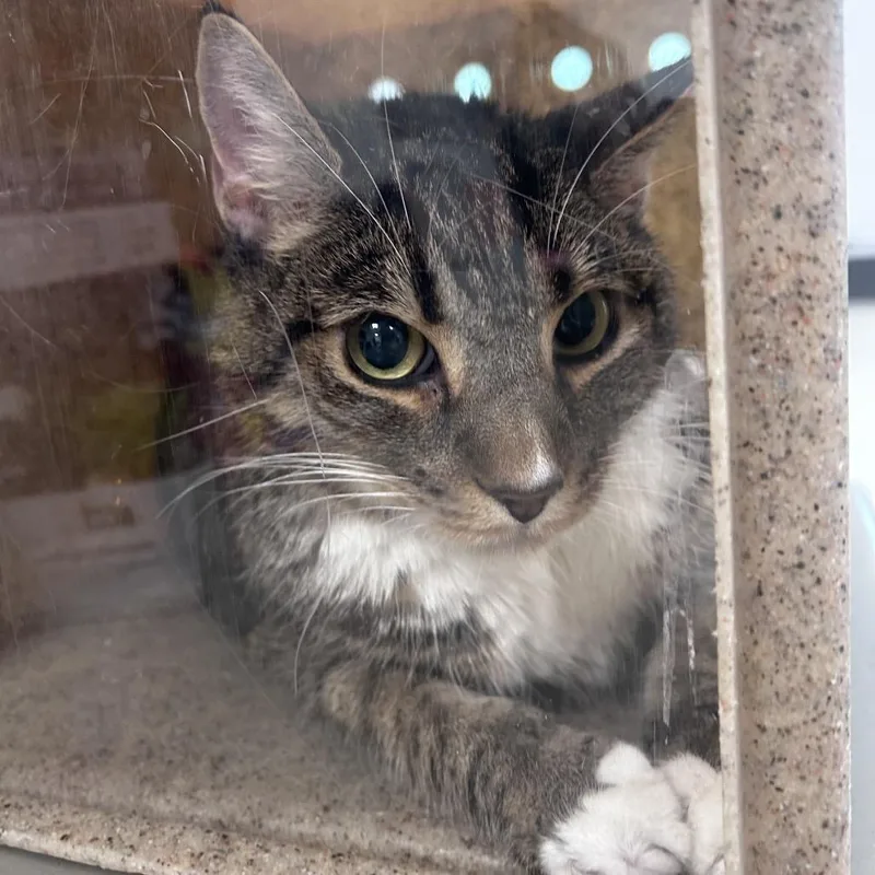 A senior large-sized female Gray / Blue / Silver Domestic Short Hair cat named Sally for adoption in Philadelphia, PA