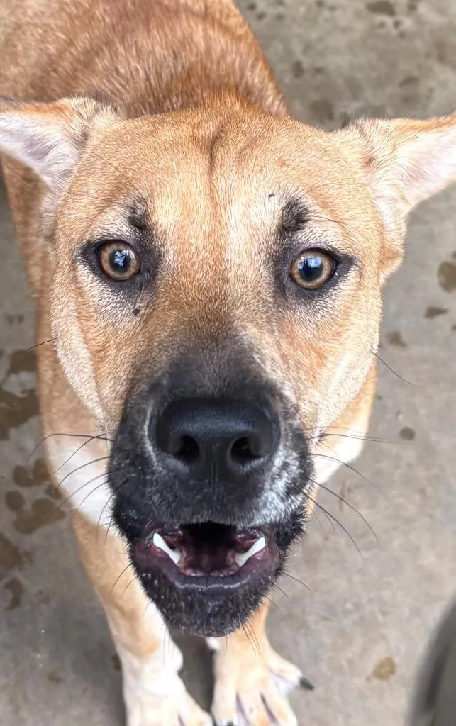A baby large-sized female Shar-Pei dog named Eclair for adoption in Elizabethton, TN