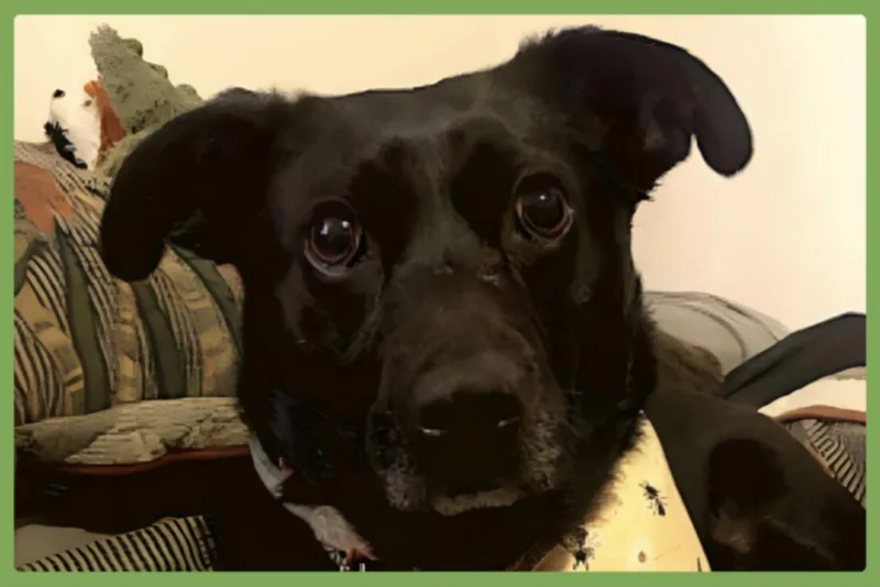 Luna thumbnail 3