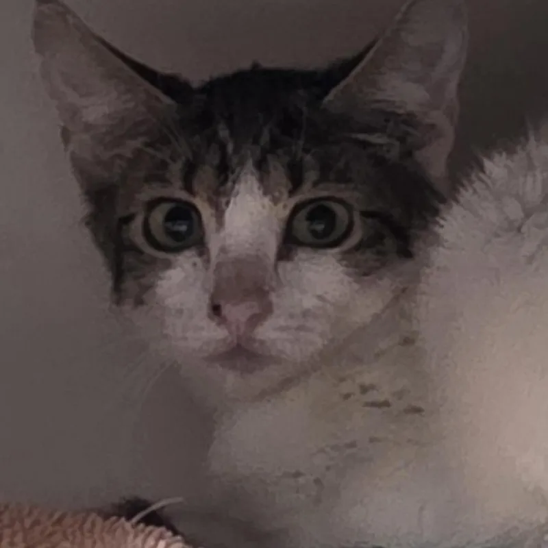 A baby small-sized female Brown / Chocolate Domestic Short Hair cat named Poker Face for adoption in Tacoma, WA