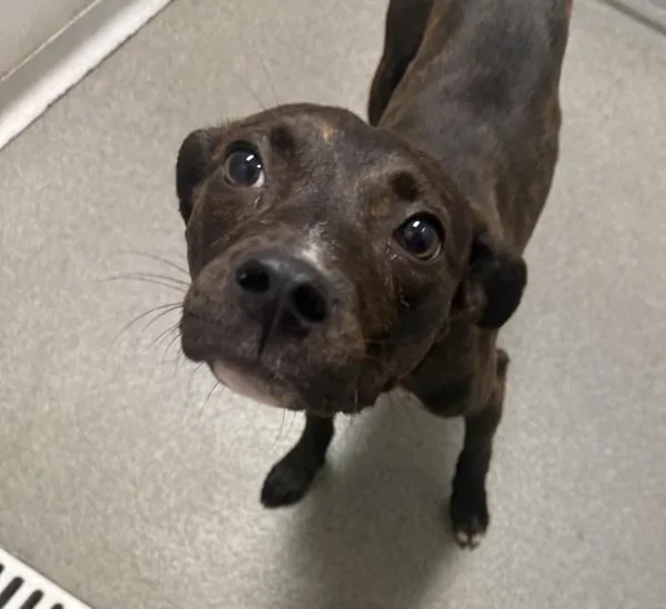 A young small-sized female Terrier dog named Macy for adoption in Des Moines, IA