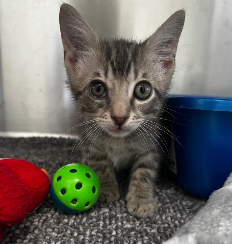 A baby medium-sized male Domestic Short Hair cat named Roscoe for adoption in Jonesboro, AR
