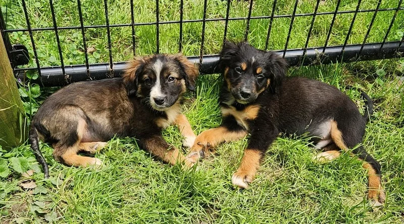 A baby medium-sized male Bicolor Australian Shepherd dog named Golf for adoption in New Albany, OH