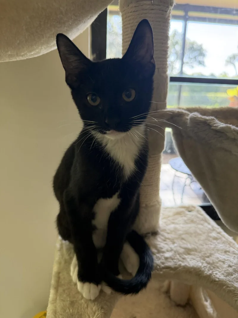 A young medium-sized male Domestic Short Hair cat named Bowie for adoption in Boynton Beach, FL