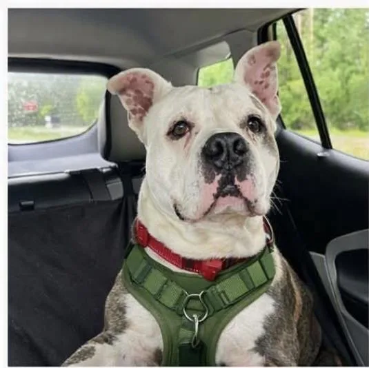 An adult medium-sized male Brindle American Staffordshire Terrier dog named Paco for adoption in Cleveland, TX