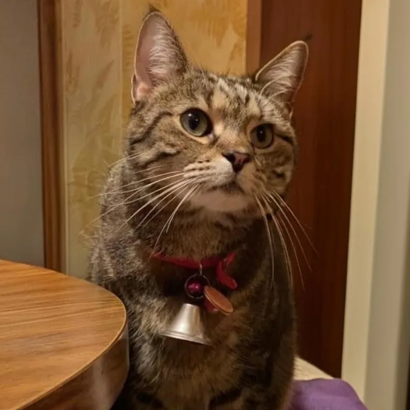 A senior medium-sized female Tabby (Buff / Tan / Fawn) Domestic Short Hair cat named Betty for adoption in Indiana, PA