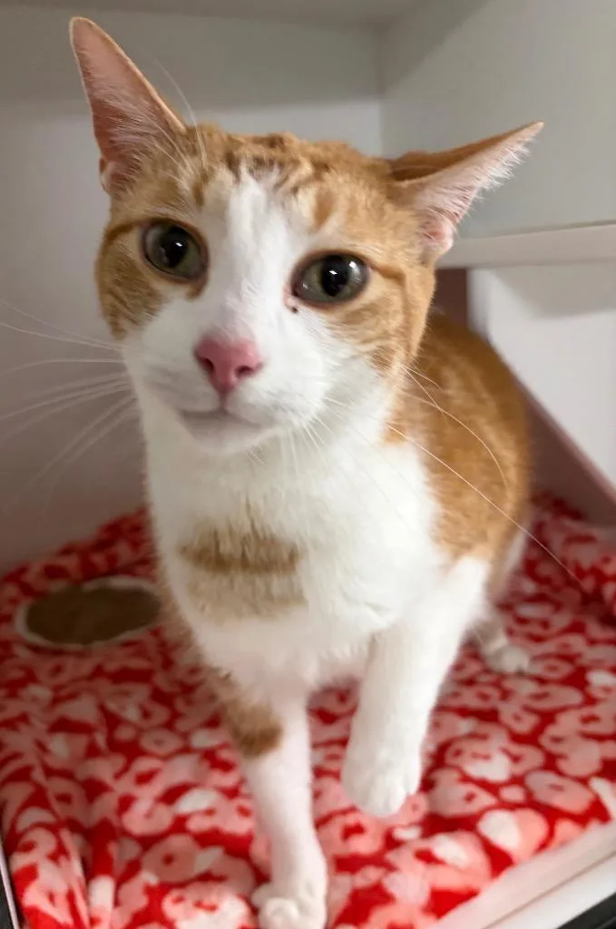 A young medium-sized male Domestic Short Hair cat named Jack for adoption in Huntington, IN