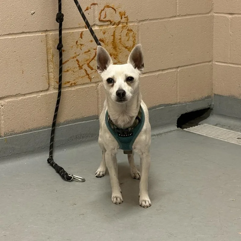 An adult small-sized male White / Cream Chihuahua dog named Jett for adoption in Tacoma, WA