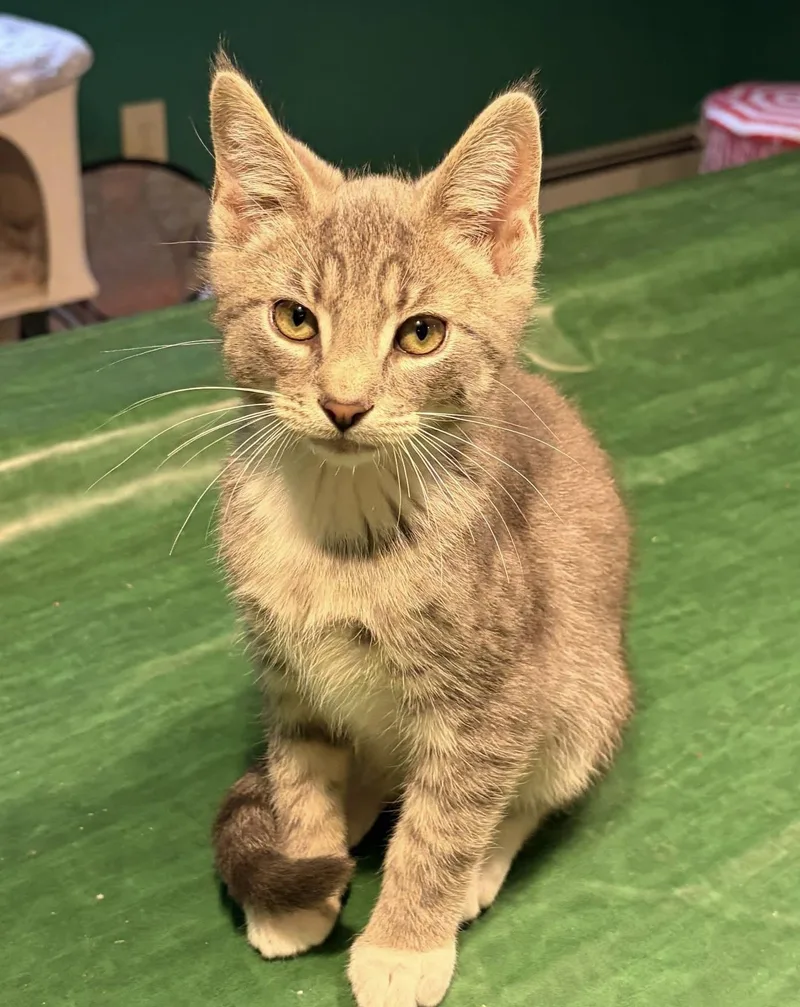 A baby medium-sized male Tabby (Gray / Blue / Silver) Domestic Short Hair cat named Captain Crunch for adoption in Breinigsville, PA