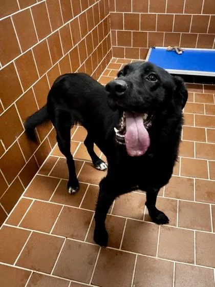 An adult medium-sized female Labrador Retriever dog named Sabrina for adoption in Mansfield, TX