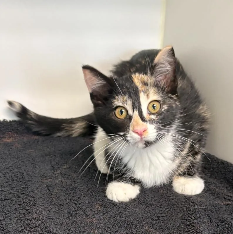 A baby small-sized female Domestic Short Hair cat named Louise for adoption in Rochester, IN