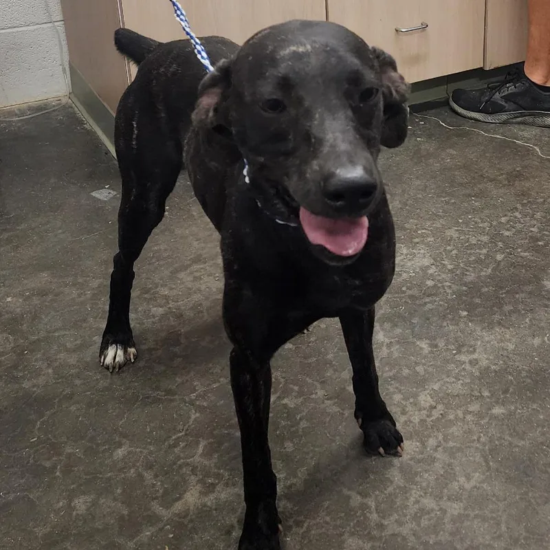 A young medium-sized male Brindle Plott Hound dog named Twix for adoption in Evensville, TN