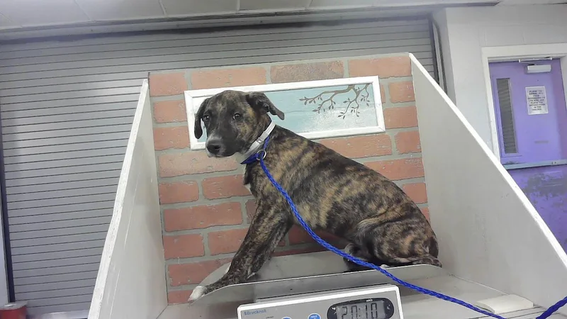 A baby small-sized male Staffordshire Bull Terrier dog named Martin for adoption in Houston, TX