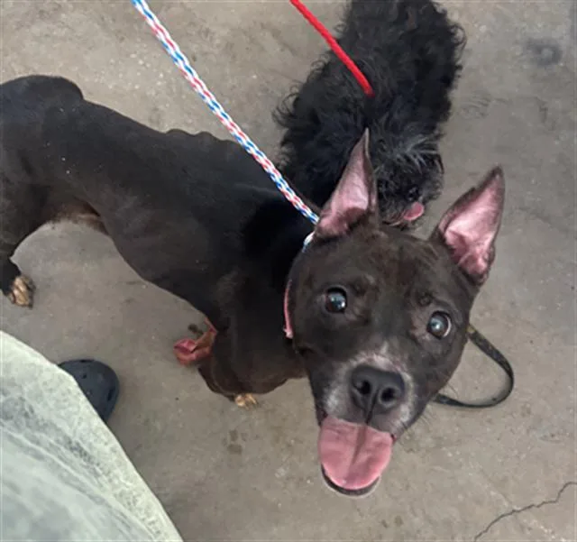 An adult medium-sized female Mixed Breed dog named Koda for adoption in Dallas, TX
