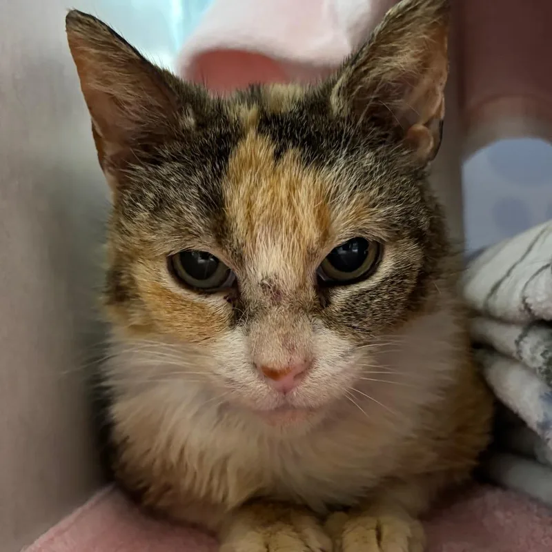 A senior medium-sized female Calico Domestic Short Hair cat named Kimiko for adoption in Grand Rapids, MI