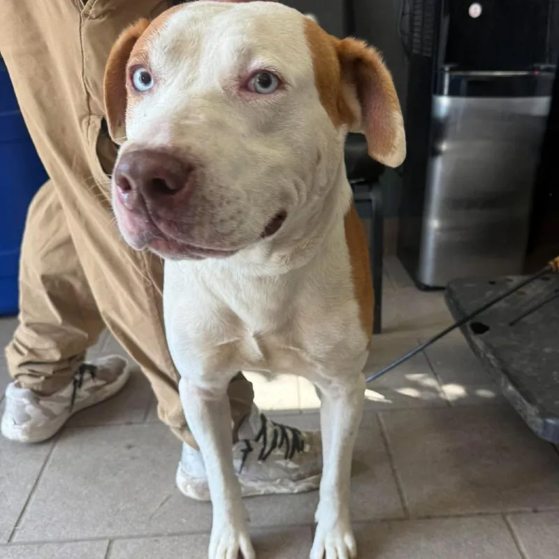 An adult small-sized male Red / Chestnut / Orange Mixed Breed dog named Duplicate Delete for adoption in Huntington, WV