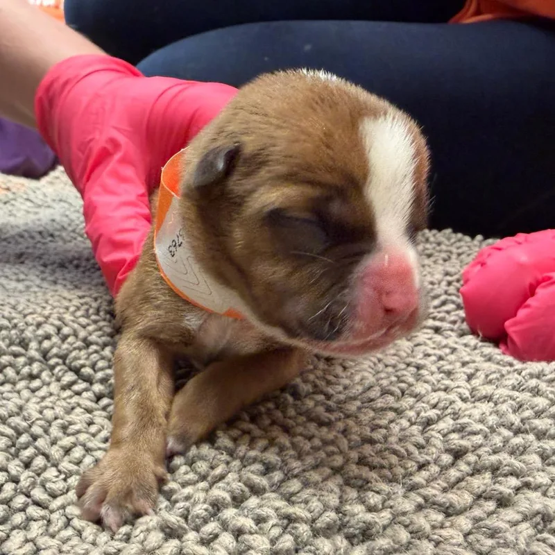 A baby medium-sized male Brown / Chocolate Mixed Breed dog named Caesar for adoption in Austin, TX