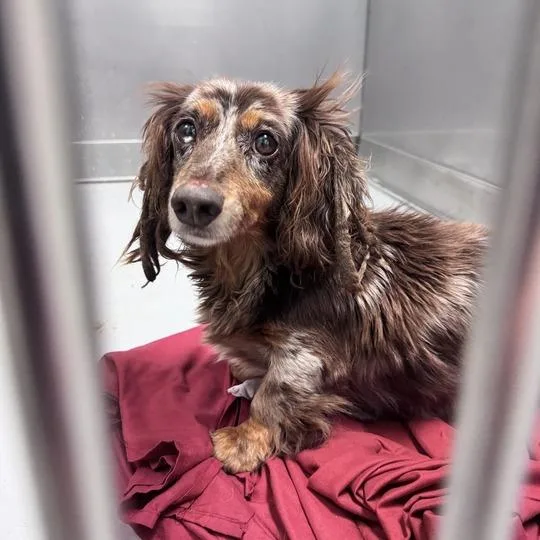 An adult small-sized female Brown / Chocolate Mixed Breed dog named Bark Divine for adoption in Davenport, IA