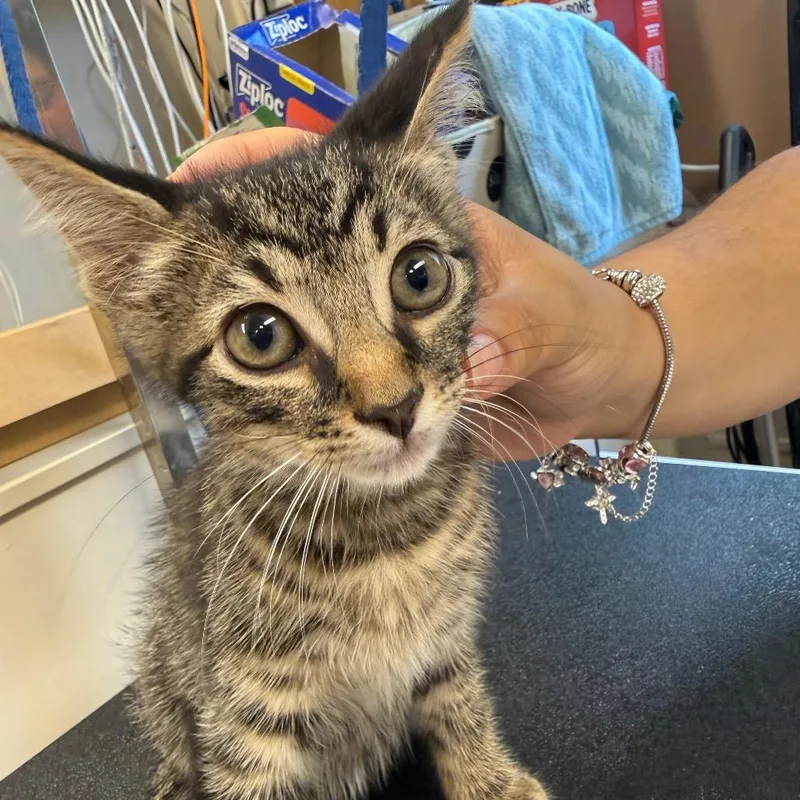 A baby small-sized male Brown / Chocolate Domestic Short Hair cat named Michael Meowers for adoption in Lake Panasoffkee, FL