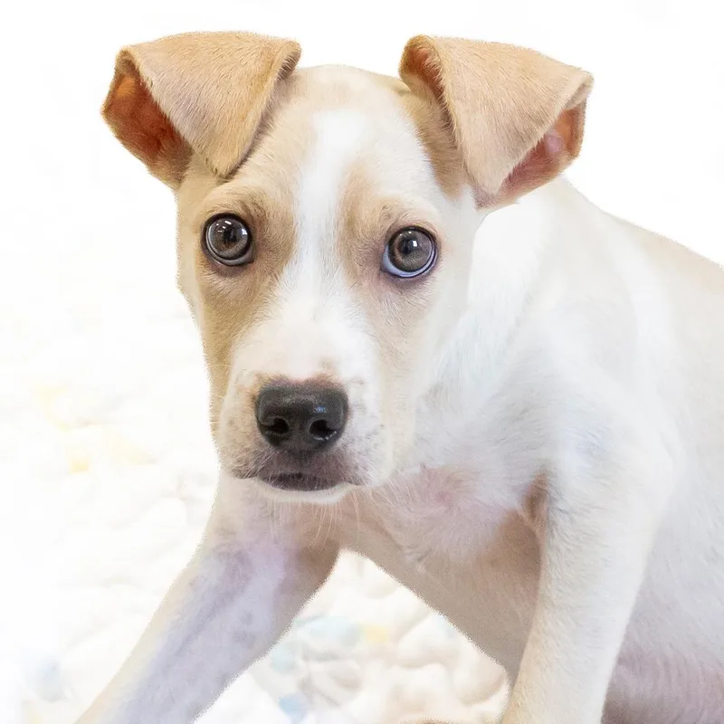 A baby small-sized female White / Cream Mixed Breed dog named Gretel for adoption in Cartersville, GA