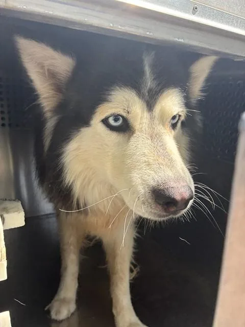 An adult large-sized male Alaskan Malamute dog named Treble for adoption in Phoenix, AZ