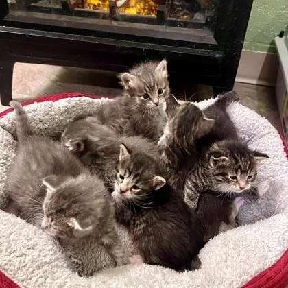 A baby small-sized male Tabby (Gray / Blue / Silver) Domestic Short Hair cat named Boxter for adoption in Rochester, MN