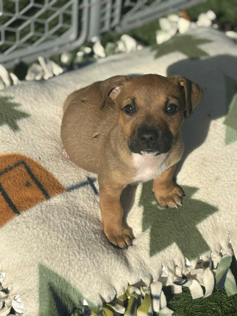 A baby medium-sized female Brown / Chocolate Mixed Breed dog named Baby Red for adoption in Kenosha, WI