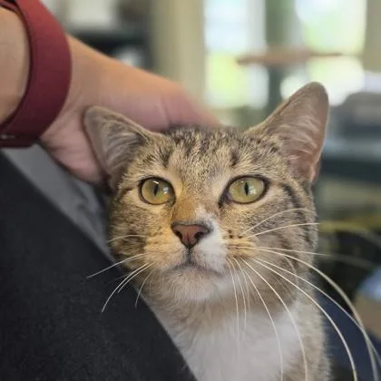 An adult medium-sized female Domestic Short Hair cat named Lulu for adoption in New Hope, PA