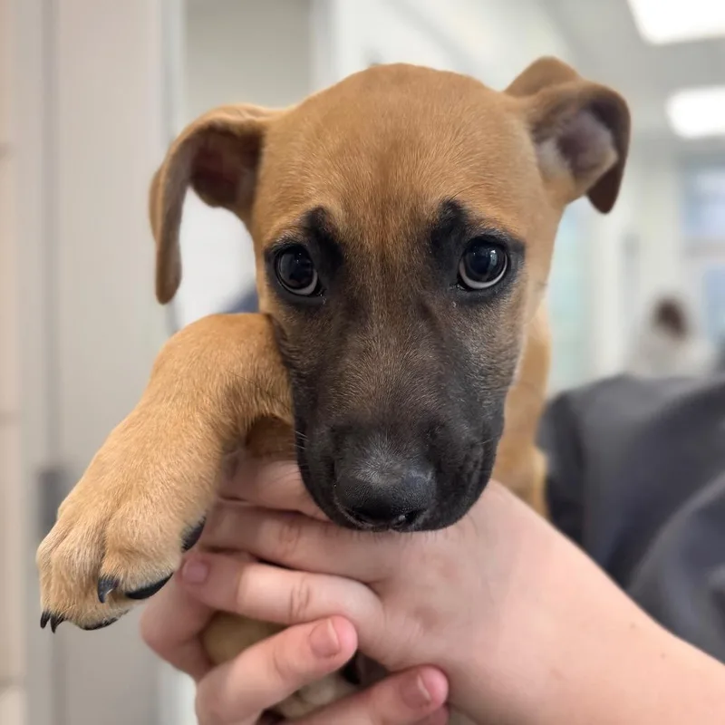 A baby small-sized female Mixed Breed dog named Polaroid for adoption in Middletown, RI