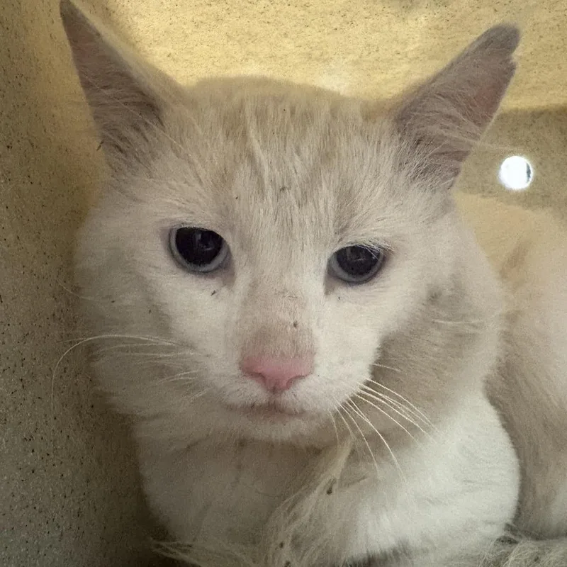 Working Cat Lakota