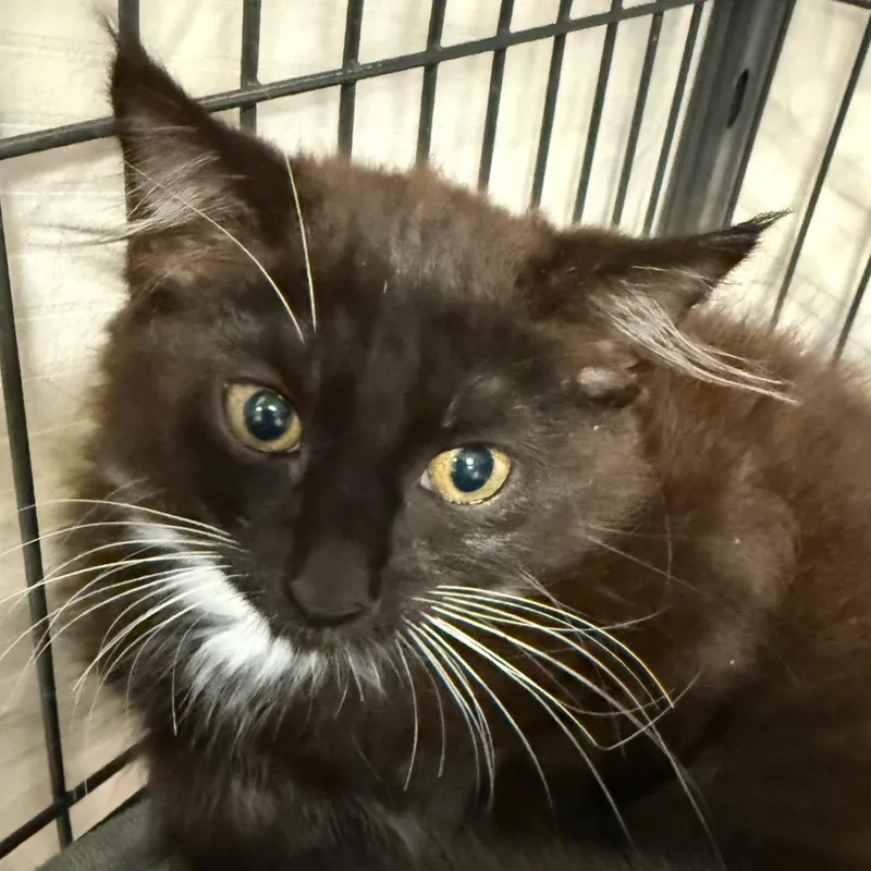 A baby small-sized female Black Domestic Short Hair cat named Kolby for adoption in Port Charlotte, FL