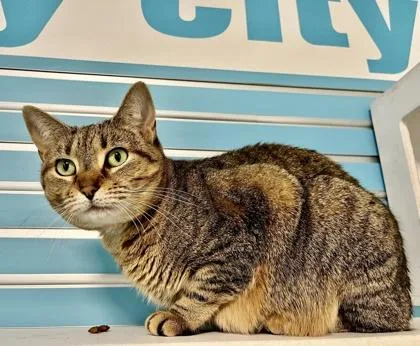 An adult large-sized female Domestic Short Hair cat named Toffee for adoption in Fairfax, VA