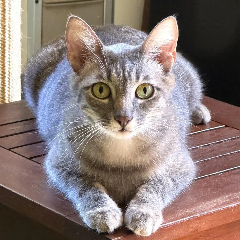 An adult medium-sized female Domestic Short Hair cat named Lavendar for adoption in Allyn, WA