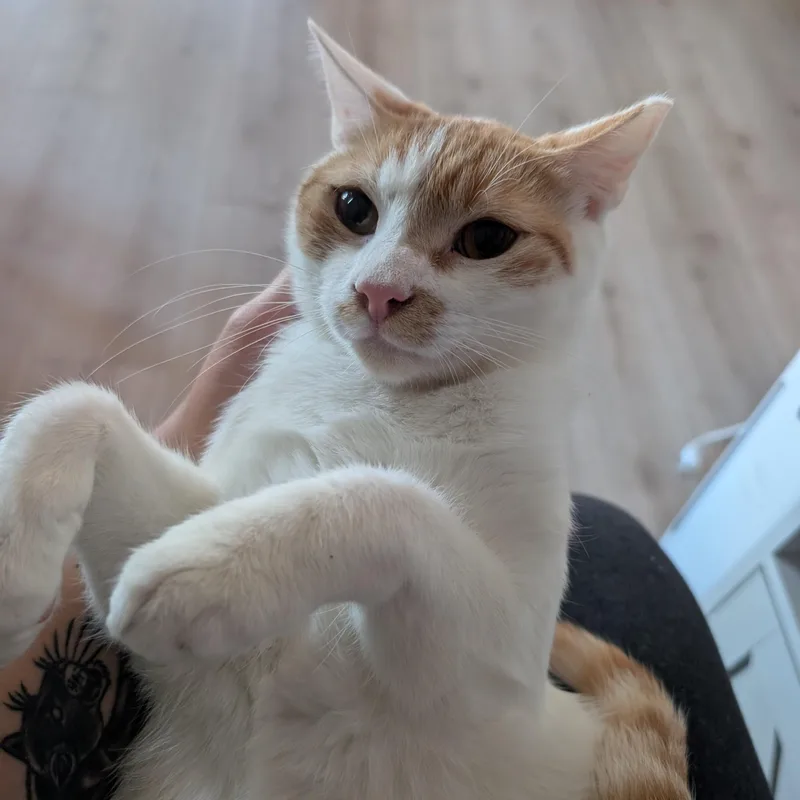 A young medium-sized male White Domestic Short Hair cat named Fred for adoption in Los Altos Hills, CA
