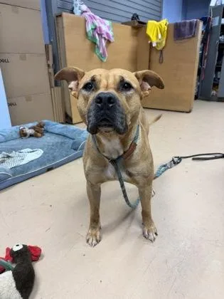 An adult large-sized male Mixed Breed dog named Blackhollow for adoption in Chamblee, GA