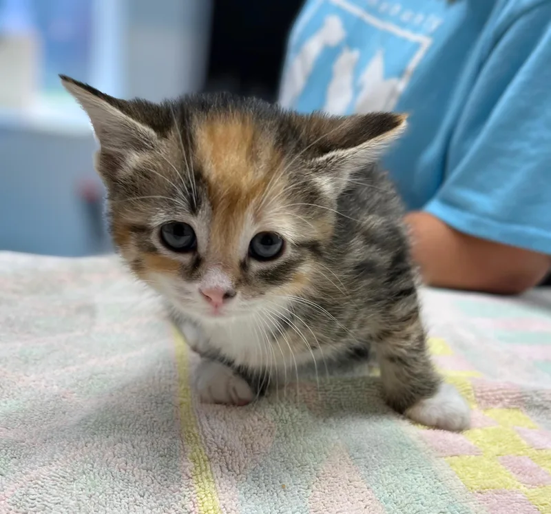 A baby medium-sized female Calico Domestic Short Hair cat named Reese's for adoption in Seville, OH