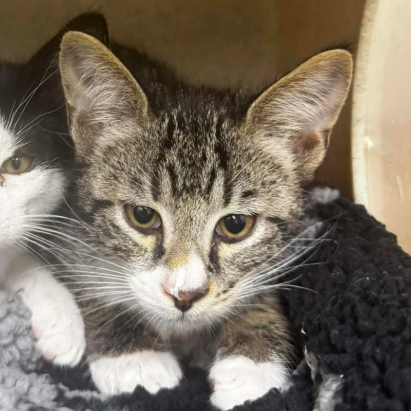 A baby small-sized male Domestic Short Hair cat named Stanley for adoption in Bastrop, TX